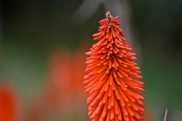 Scény z cestování po Peru — Stock fotografie