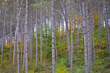 Yapraklar, çiçekler, bitkiler, su damlaları ve böcek makro