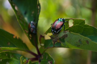 Vermont, New England seyahat sahneleri