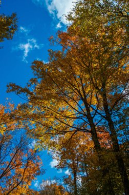 Yapraklar, çiçekler, bitkiler, su damlaları ve böcek makro