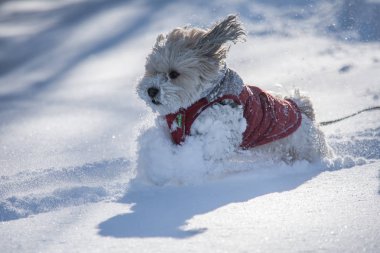 Köpek yavrusu için çalma süresi 
