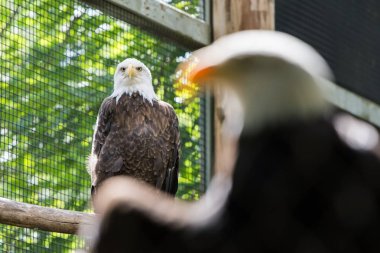 Kafesli ve yabani kuşlar
