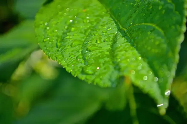 Hojas, flores, plantas, gotas de agua e insectos Macro —  Fotos de Stock