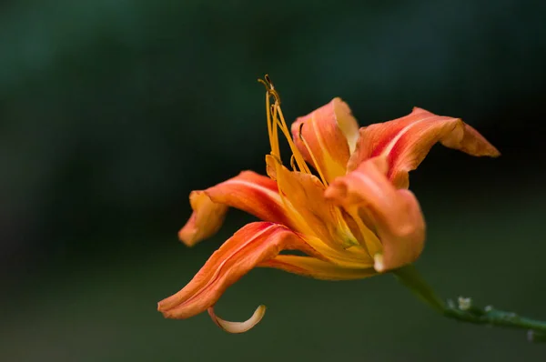 葉、花、植物、水の滴や昆虫マクロ — ストック写真