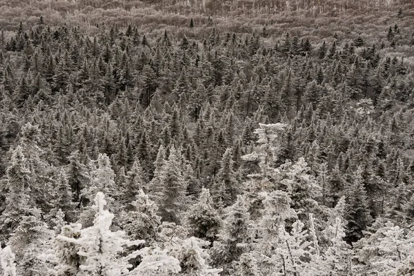 Yokuş aşağı Kayak macera