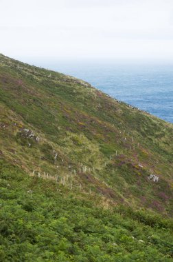 İrlanda - çiftlikleri ve şehir etrafında hareket sahneleri