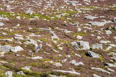 İrlanda - çiftlikleri ve şehir etrafında hareket sahneleri