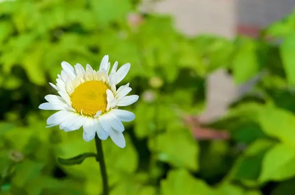緑色の背景をした白い花 — ストック写真