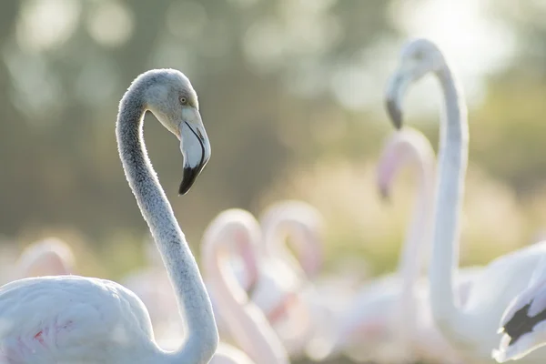 Różowe flamingi, z jednym w dowody i ładny bokeh — Zdjęcie stockowe