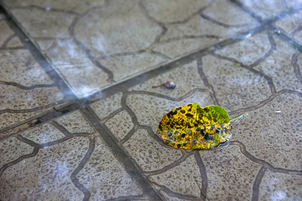 Κίτρινο φύλλο σε μια λακκούβα νερού κάτω από τη βροχή — Φωτογραφία Αρχείου