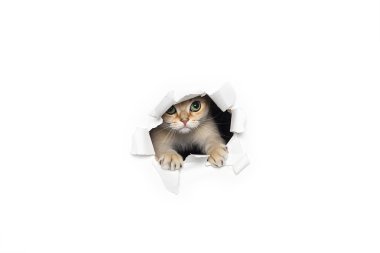 Komik kedi dışarı yırtık kağıt beyaz arka plan üzerinde izole bakmak