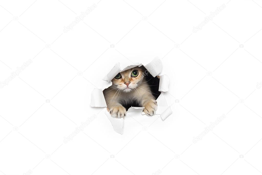 Funny cat peeking out of torn paper isolated on white background