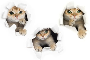 Komik kedi dışarı yırtık kağıt beyaz arka plan üzerinde izole bakmak bir dizi