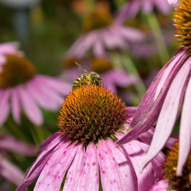Arı çiçek Echinacea Purpurea doğal yeşil arka plan üzerinde