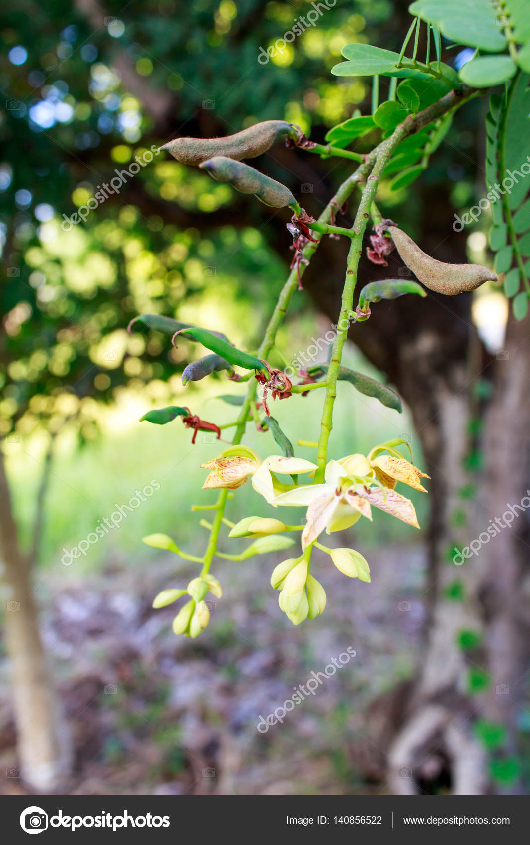 Flower Tamarind On Tree Flower Sweet Tamarind Stock Photo Image By C Prapholl