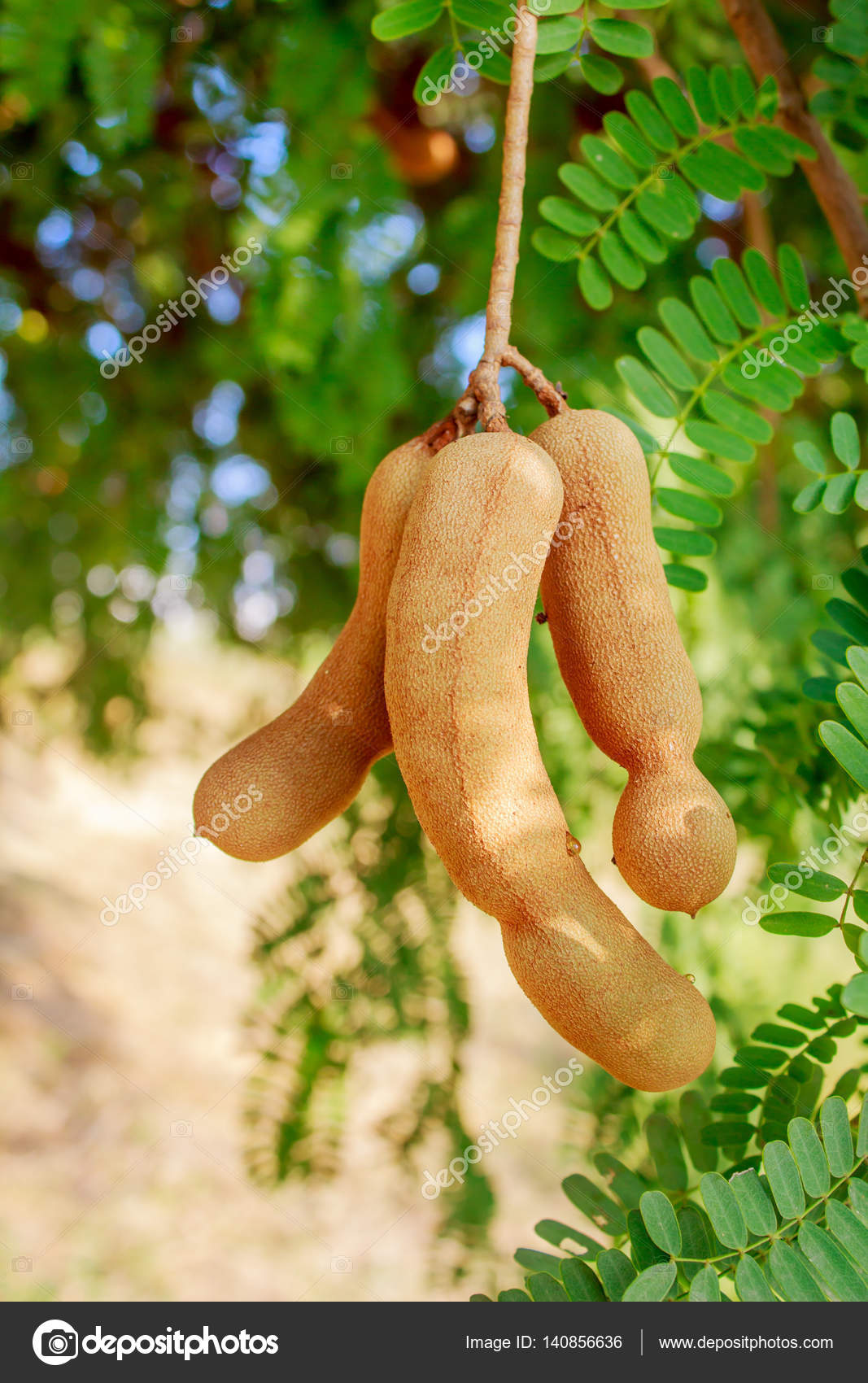 Tamarind On Tree Sweet Tamarind Stock Photo Image By C Prapholl