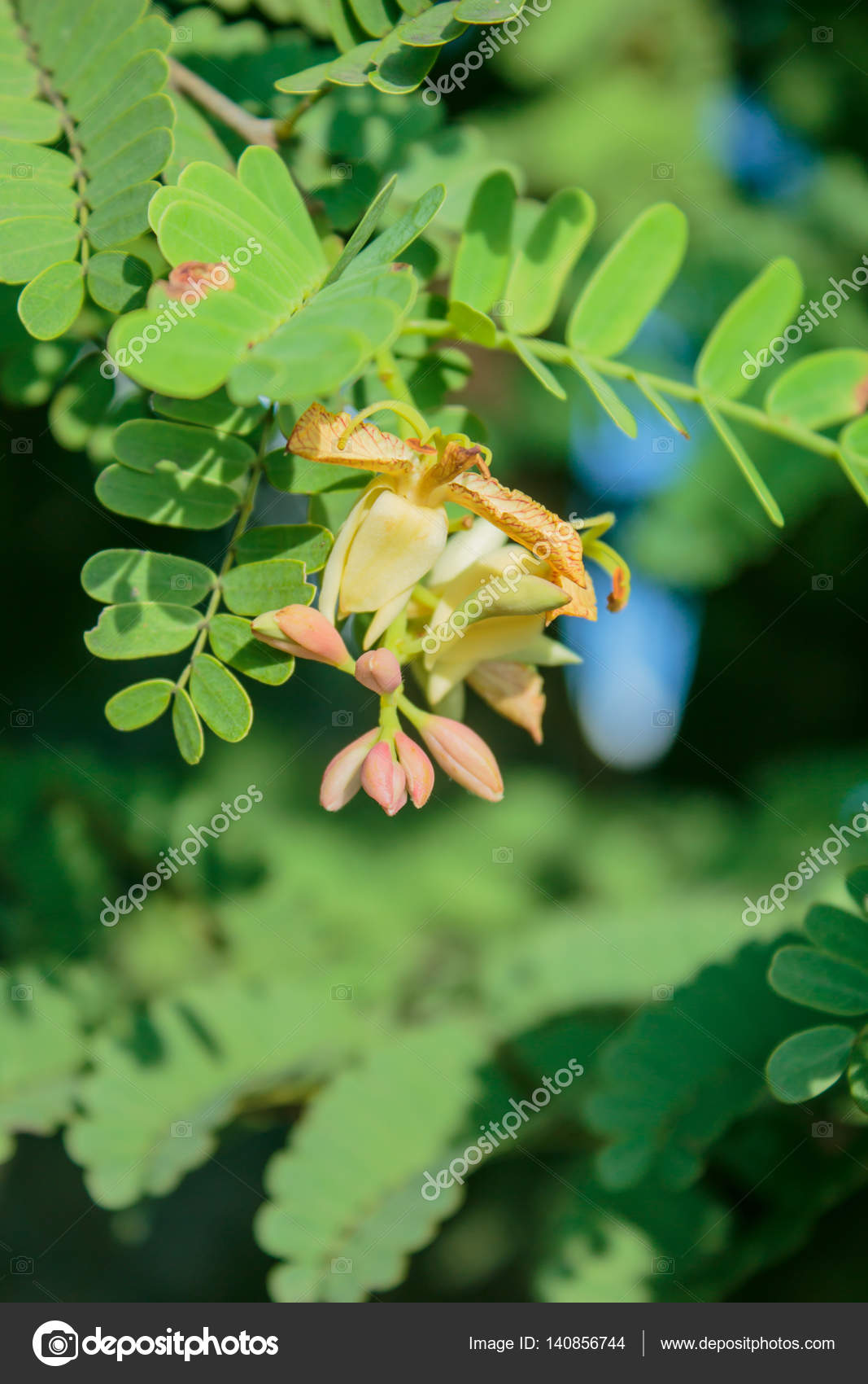 Flower Tamarind On Tree Flower Sweet Tamarind Stock Photo Image By C Prapholl