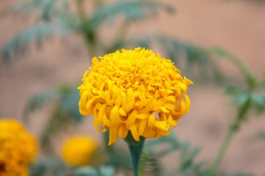 Bahçede sarı ve turuncu kadife çiçeği çiçek.