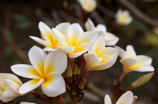 A plumeria na árvore — Fotografia de Stock