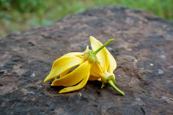 Ylang-ylang Fleur jaune — Photo