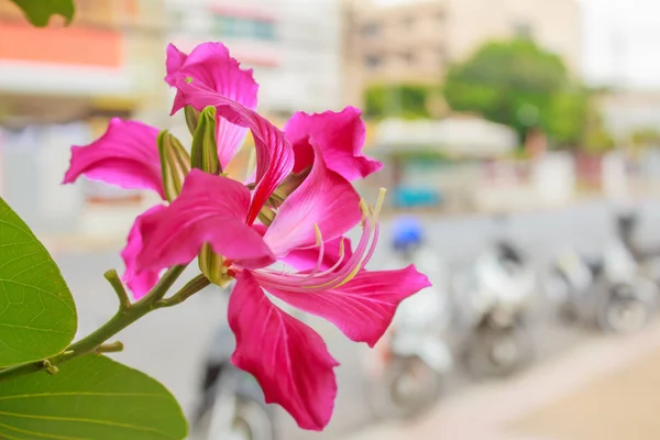 Flor rosa, Chongkho com fundo de folha verde . — Fotografia de Stock