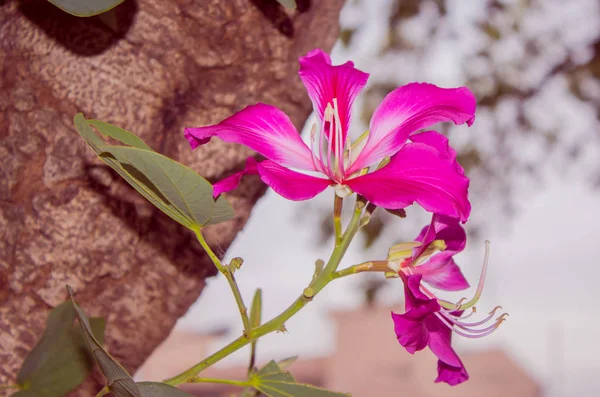 Flor rosa, Chongkho com fundo de folha verde . — Fotografia de Stock