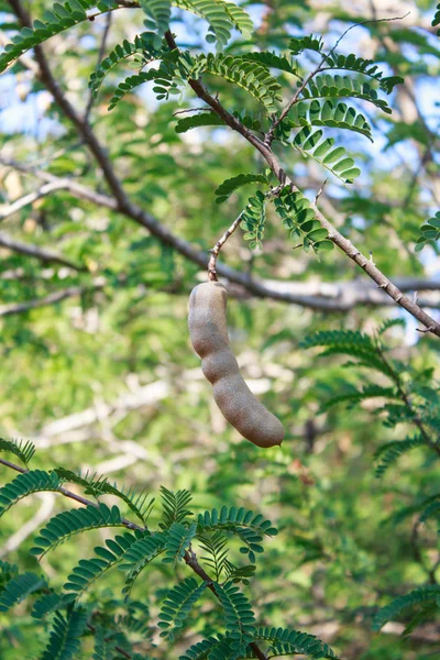 Tamarindo en el árbol — Foto de Stock