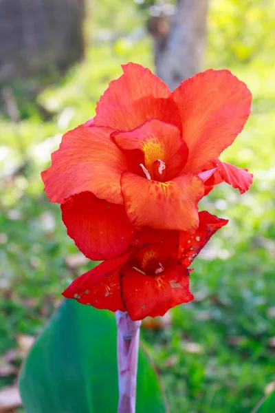 Canna flor no jardim — Fotografia de Stock