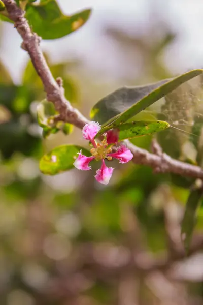 Flor de cerejeira na árvore — Fotografia de Stock