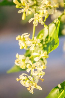 Neem çiçek ağaç üzerinde