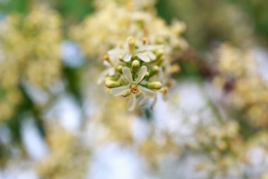 Neem çiçek ağaç üzerinde