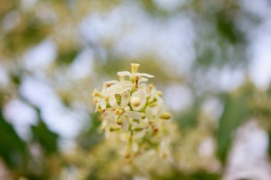 Neem çiçek ağaç üzerinde