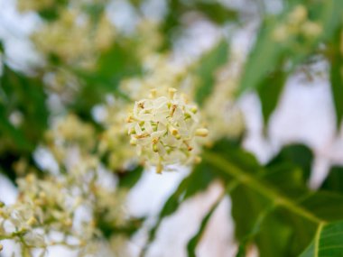 Neem çiçek ağaç üzerinde
