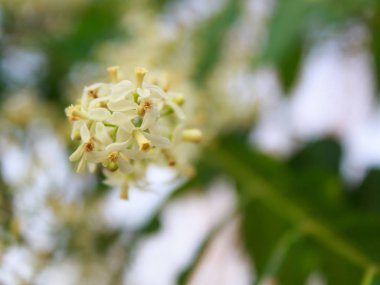 Neem çiçek ağaç üzerinde
