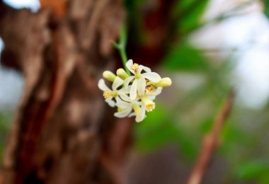 Neem çiçek ağaç üzerinde