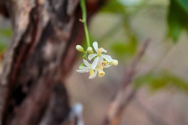 Neem çiçek ağaç üzerinde