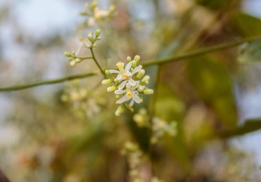 Neem çiçek ağaç üzerinde