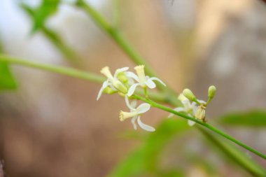 Neem çiçek ağaç üzerinde