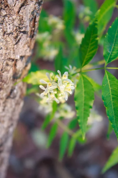 Neem bloem op boom — Stockfoto