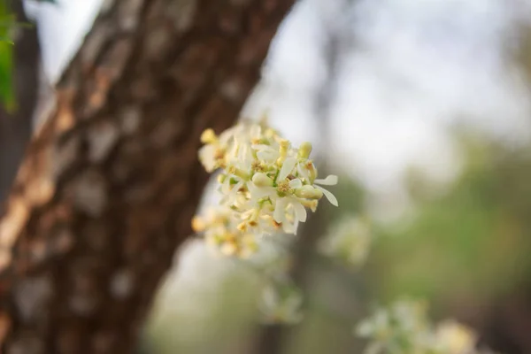 Neem Flor na árvore — Fotografia de Stock