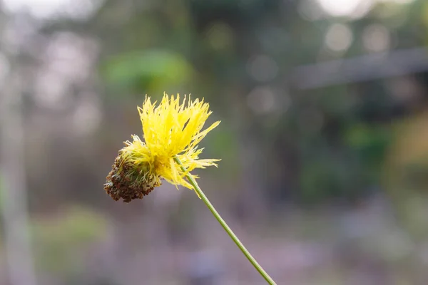 Gelbe Blume der Wassermimosa, wasserempfindliche Pflanze. — Stockfoto