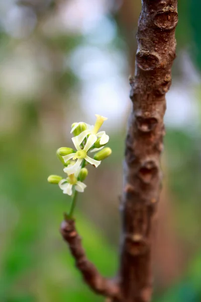 Neem λουλούδι στο δέντρο — Φωτογραφία Αρχείου