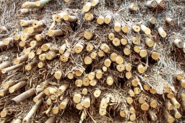 Bambu ölü ve kullanmak için kesilmiş.