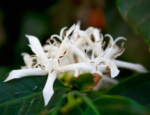 Flor de árbol de café con flor de color blanco —  Fotos de Stock