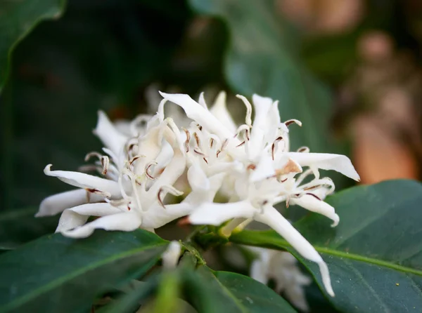 Café fleur d'arbre avec fleur de couleur blanche — Photo