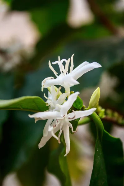 Flor de árvore de café com flor de cor branca — Fotografia de Stock