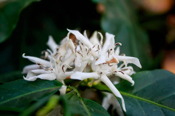 Flor de árbol de café con flor de color blanco —  Fotos de Stock