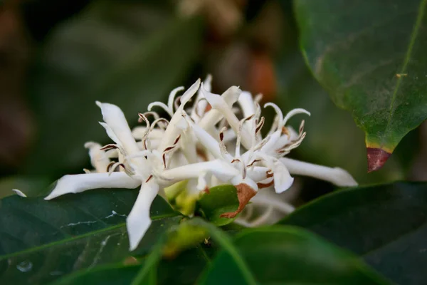 Koffie boom bloesem met witte kleur bloem — Stockfoto
