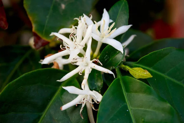 Kaffe träd blossom med vit färg blomma Royaltyfria Stockbilder