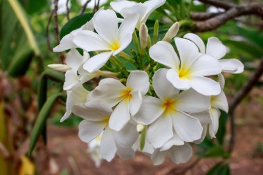 Plumeria Vintage sesi plumeria ağaç üzerinde